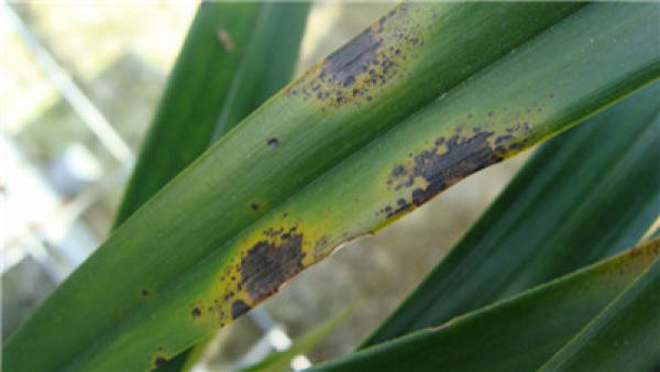 Sclerotium rolfsii of orchid