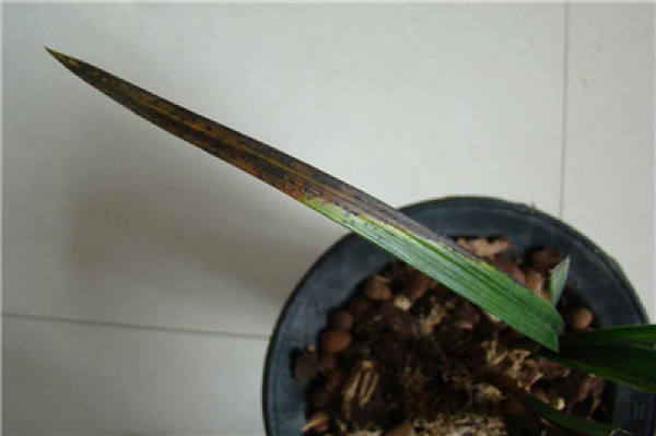 Sclerotium rolfsii of orchid