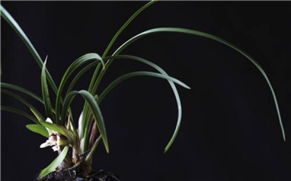 Smell the fragrance and know the orchid.