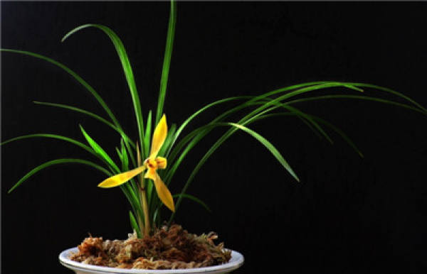 Smell the fragrance and know the orchid.