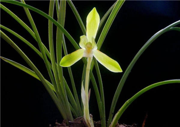 Smell the fragrance and know the orchid.