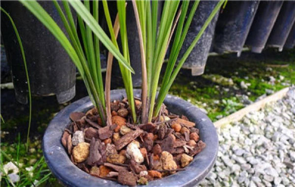 Orchid preparation before repotting