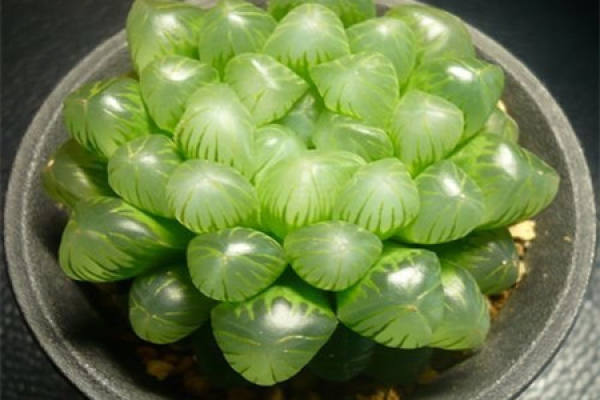 Ji Yu Lu