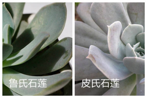Lu's stone lotus and PI's stone lotus