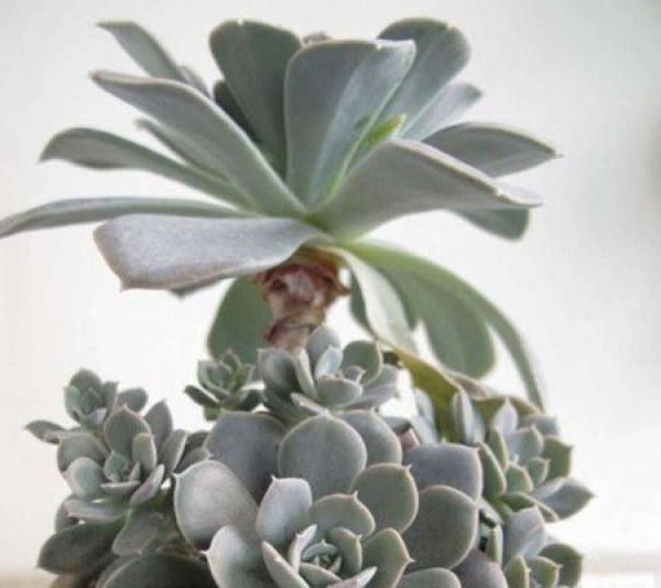The repotting of Zygophyllum rouxii