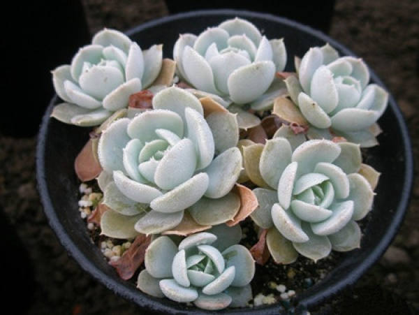 change basin of Lu's stone lotus