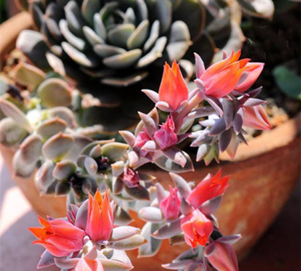 Blossoming of Zygophyllum rouxii