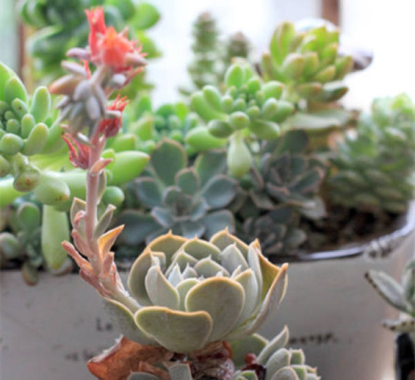 Blossoming of Zygophyllum rouxii