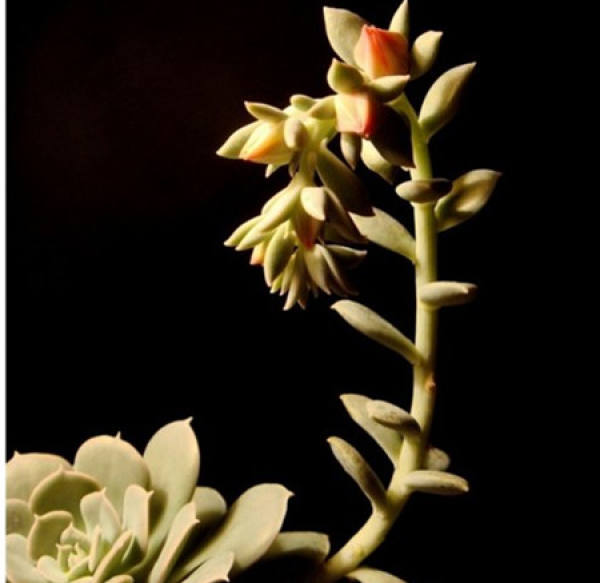 Lu's stone lotus blossoms