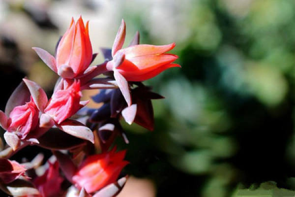 Lu's stone lotus blossoms