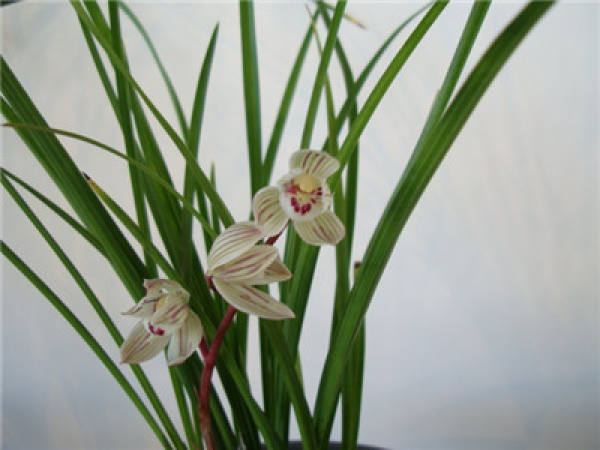 Method for culturing Cymbidium sinense