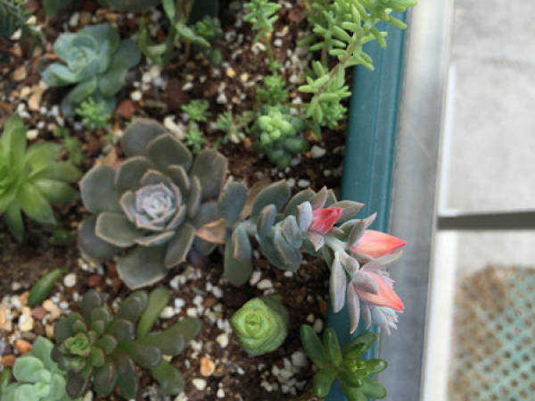 Lu's stone lotus blossoms