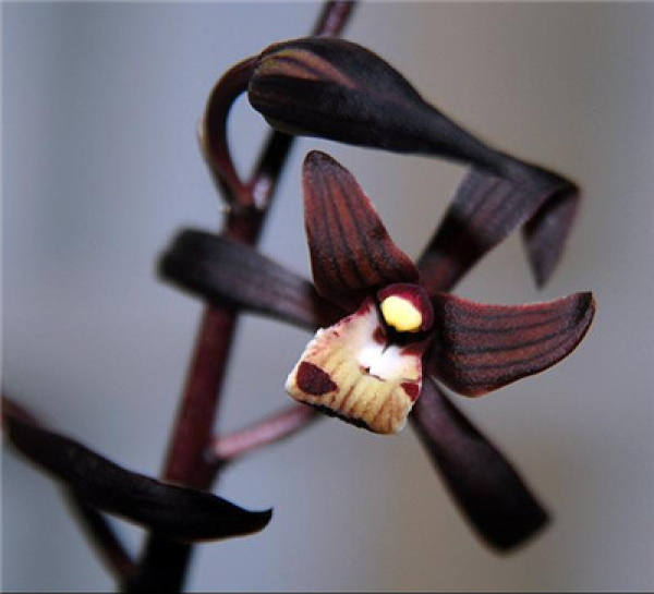 The Flower Language of Cymbidium