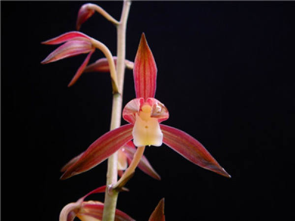 The Flower Language of Cymbidium