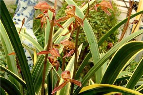 Cymbidium chinense