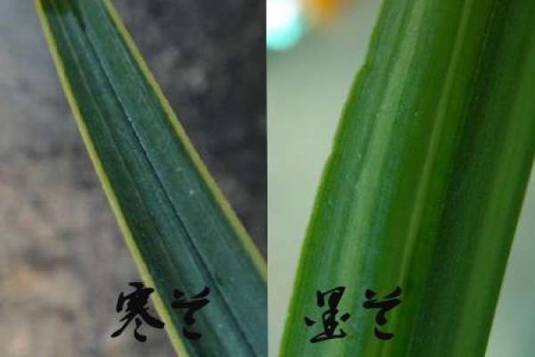 The Difference between Cymbidium sinense and Cymbidium kanran