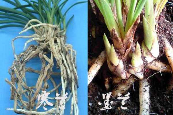 The Difference between Cymbidium sinense and Cymbidium kanran