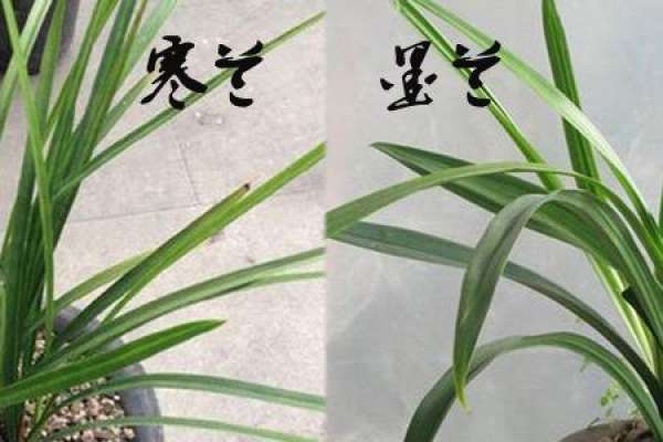the difference between Mulan and Hanlan: looking at the veins of leaves
