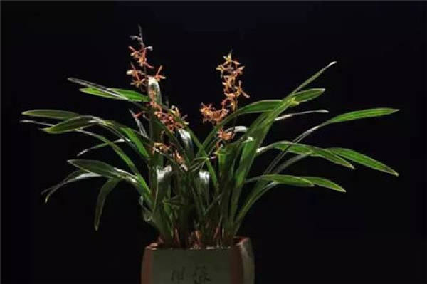 When does the Cymbidium bloom?