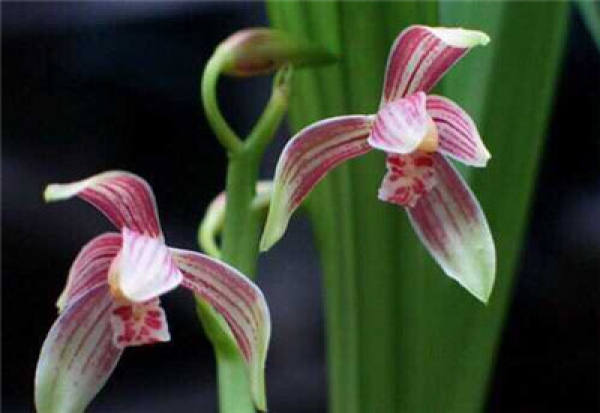 When does the Cymbidium bloom?