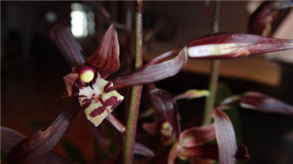 How to water the Cymbidium?