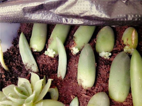 Chiyoda's Pine Leaf Cutting Skill