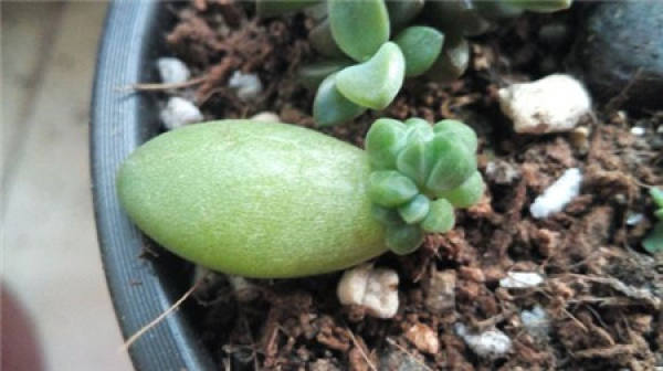 pine leaf cutting skills in thousands of years