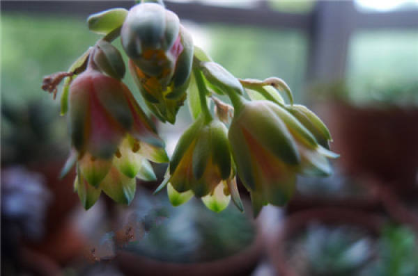 Chiyoda loose flowers will die?
