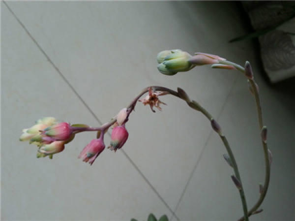 Chiyoda loose flowers will die?