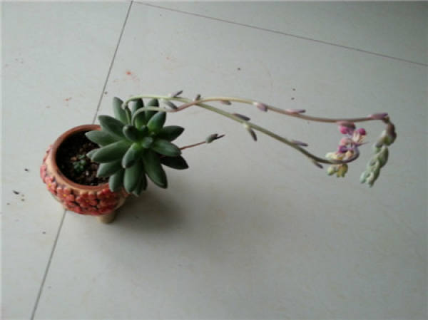 will Tian Zhisong die after his flowers bloom