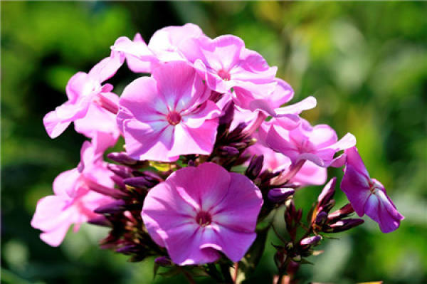 Cultivation methods of phlox: watering and fertilizing