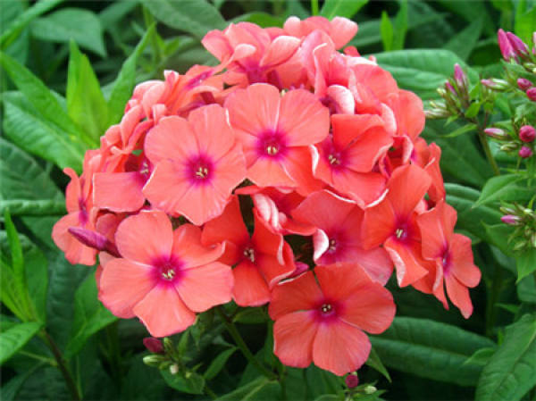 Cultivation methods of phlox: watering and fertilizing
