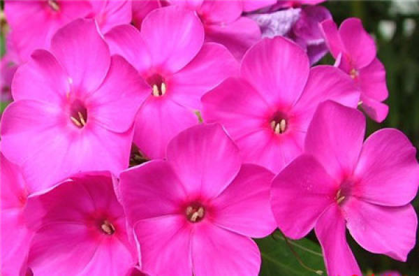 Cultivation methods of phlox: watering and fertilizing