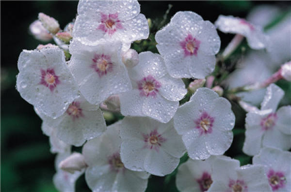 Cultivation methods of phlox: watering and fertilizing