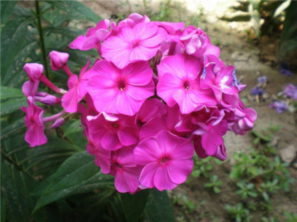 Florescence of Phlox