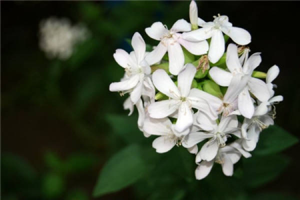 Flower color classification of phlox