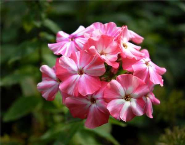 Flower color classification of phlox