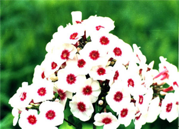 Flower color classification of phlox