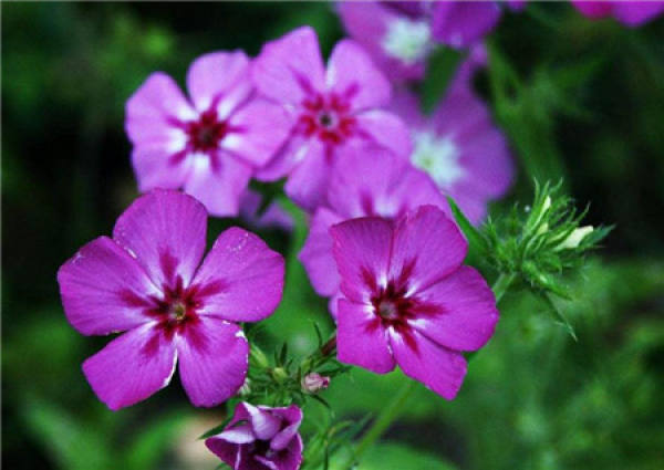 Flower color classification of phlox
