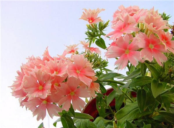 Flower color classification of phlox