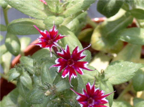 Flower color classification of phlox