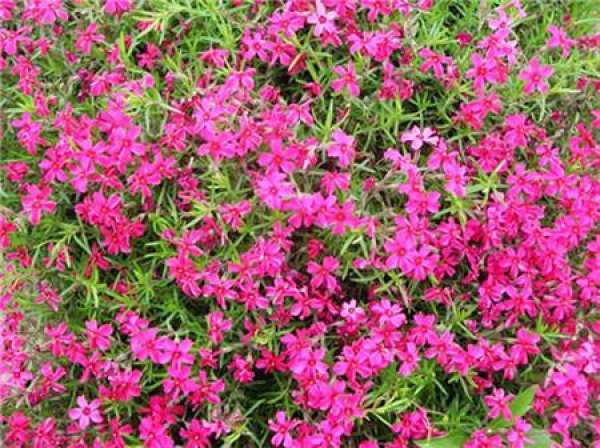 Flower color classification of phlox