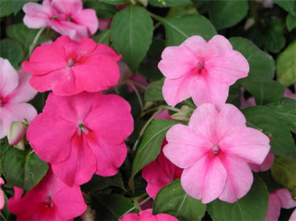Flower color classification of phlox