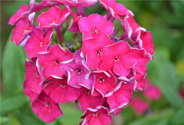 floret classification