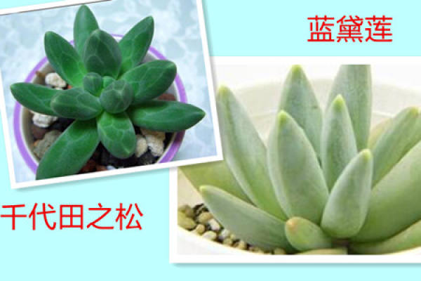 What is the difference between Chiyoda and Lan Dailian?