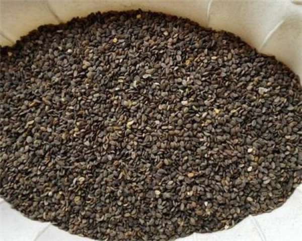 Phlox sowing: soil preparation