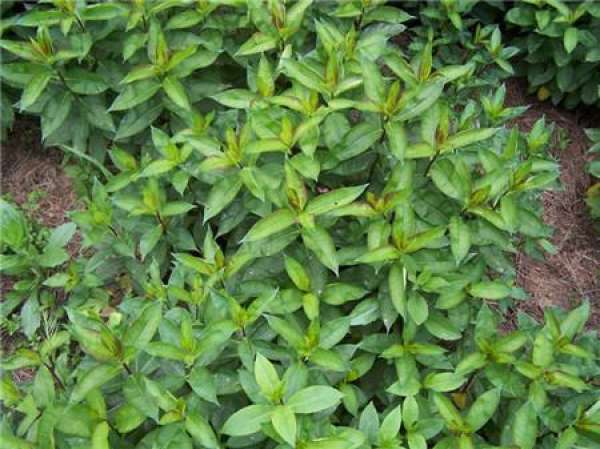 Phlox sowing: soil preparation
