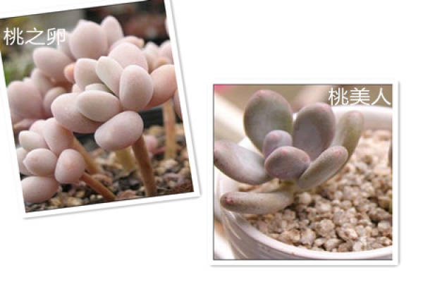 peach eggs