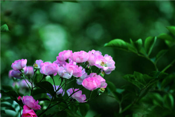 Roses need sunshine to grow.