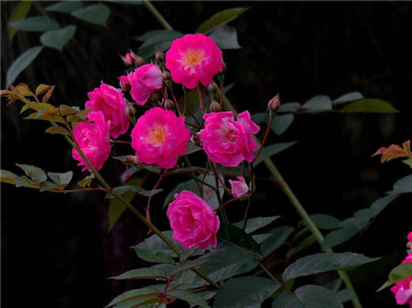 Roses need sunshine to grow.